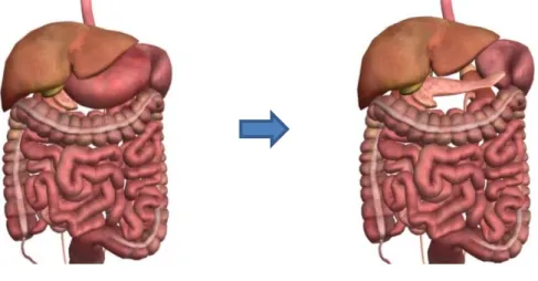 Figura 19 - Representação 3D do Zygote Body com transparência total do estômago. 