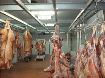 Figure 1 Carcasses layout in cold room.