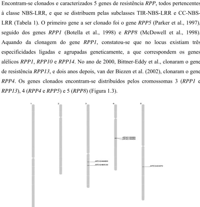 Figura 1.3 – Localização cromossómica dos genes de resistência RPP1 (AT3G44480), RPP13 (AT3G46530), RPP5  (AT4G16860), RPP4 (AT4G16860) e RPP8 (AT5G43470) que se encontram clonados em Arabidopsis