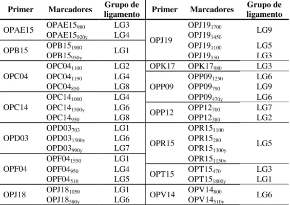 Tabela  3.1  -  Marcadores  RAPD  seleccionados  dos  nove  grupos  de  ligamento  principais  do  mapa  genético  de  B.oleracea (Farinhó et al., 2004), para serem testados em Couve Algarvia, grupos de ligamento onde se encontram  mapeados e primers que o