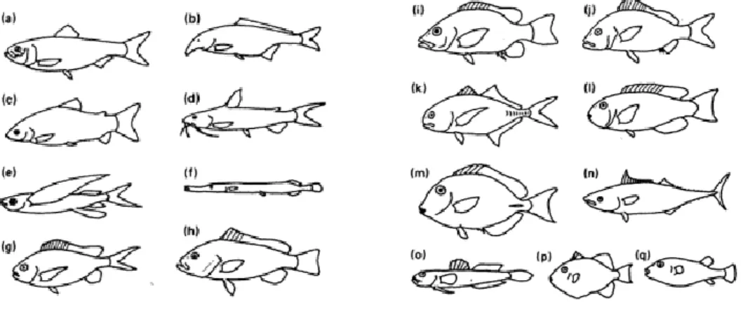 Figura 2. Representação das principais comunidades de peixes tropicais, segundo a família