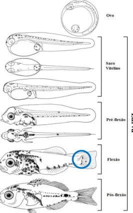 Figura  4.  Fases  do  desenvolvimento  larvar  de  Diplodus  sargus.  O  círculo  azul  destaca  a  zona  onde  ocorre  a  flexão  da  notocorda