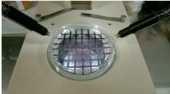 Figura 6. Placa de Petri com grelha de contagem, numa lupa binocular.
