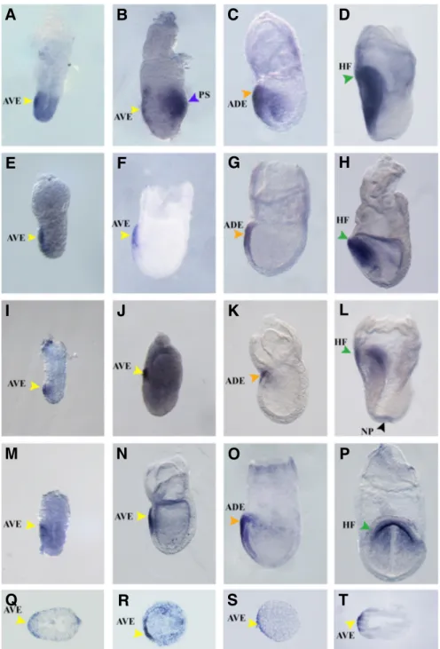 Fig. 5. Expression pattern of selected genes dur- dur-ing early mouse development (E5.5 to E7.5).