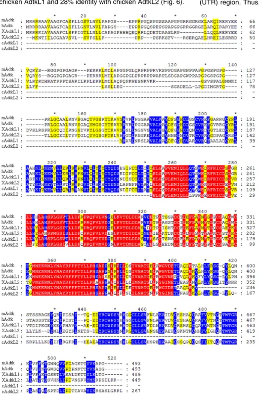 Fig. 6. Predicted protein sequence alignments of mAdtk1, hAdtk1, XAdtk1-L1, XAdtk1-L2, cAdtk1-L1 and cAdtk1-L2