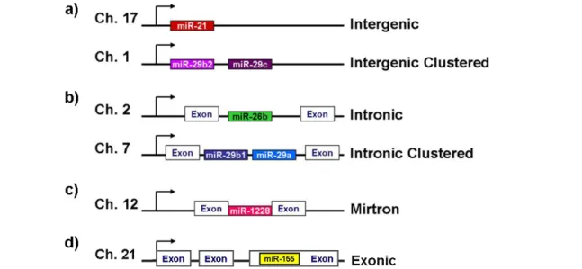 Figure 1.2. Genomic organization of miRNA genes. miRNA genes can reside (a) in-between  genes,  named  intergenic  miRNAs  (alone  or  clustered);  (b)  in  the  intron  of  ncRNA  or   protein-coding genes (alone or clustered), called intronic miRNAs; (c)
