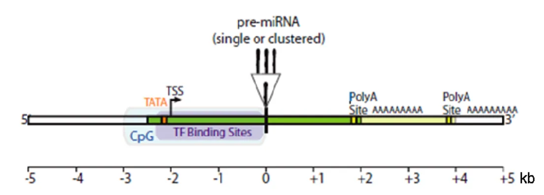 Figure  1.3.  Representation  of  a  canonical  intergenic  pri-miRNA.  Intergenic  pri-miRNAs  (green)  have  dedicated  promoters  with  TATA  boxes,  transcriptional  start  sites  (TSS),  CpG  islands  (CpG)  and  transcription  factor  (TF)  binding  