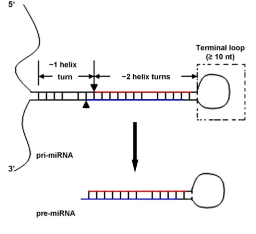 Figure 1.5. Representation of pri-miRNAs structure and Drosha cleavage. Pri-miRNAs fold  into  stem-loop  structures  with  a  central  stem  of  approximately  33  nt  (3  helix  turns)