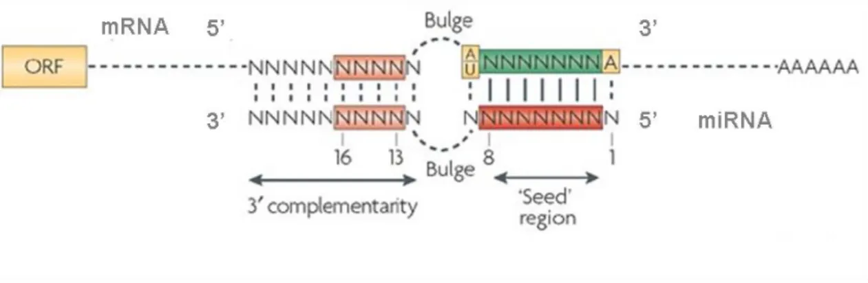 Figure  1.7.  Representation  of  miRNA:mRNA  interaction  in  animals. Binding  of  miRNAs  to  target mRNAs requires perfect complementarity between the seed region (nucleotides 2-8, red  rectangle) and the 3’UTR of the mRNA (green rectangle)