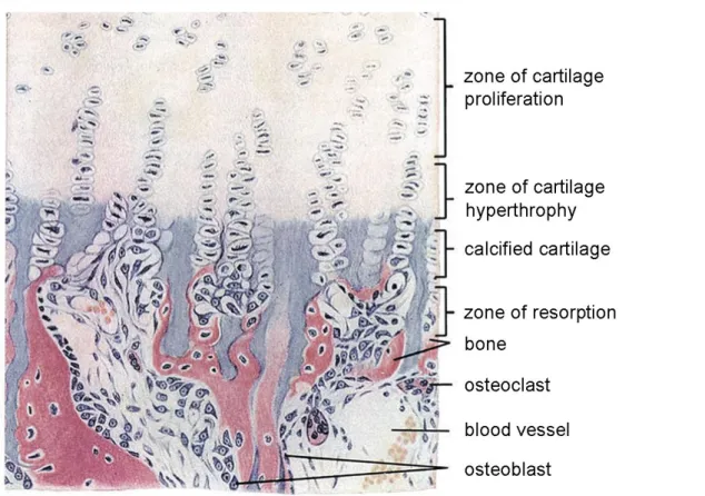 Figure  1.8.  Endochondral  bone  formation  and  bone  remodeling  in  mammalian  systems