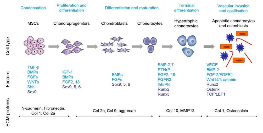 Figure 1.9. Sequence of multi-step events during chondrogenesis. The different stages of chondrogenesis are represented schematically and associated  main  growth  and  differentiation  factors  (in  light  blue)  and  the  transcription  factors  (dark  b