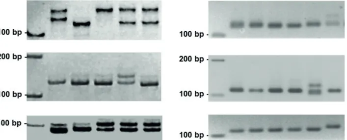 Figure 2. Confirmation of polymorphic microsatellite markers. (Left) 10% polyacrylamide gels