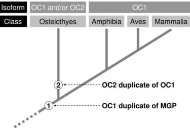 FIGURE 7. Emergence of osteocalcin isoforms 1 and 2 (OC1 and OC2) during verte- verte-brate evolution as a result of duplication events (represented as ➀ and ➁)
