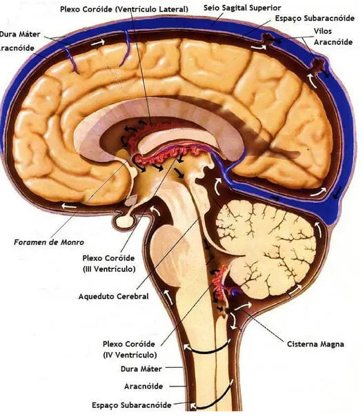 Figura 1. Localização dos plexos coróides no sistema nervoso central.
