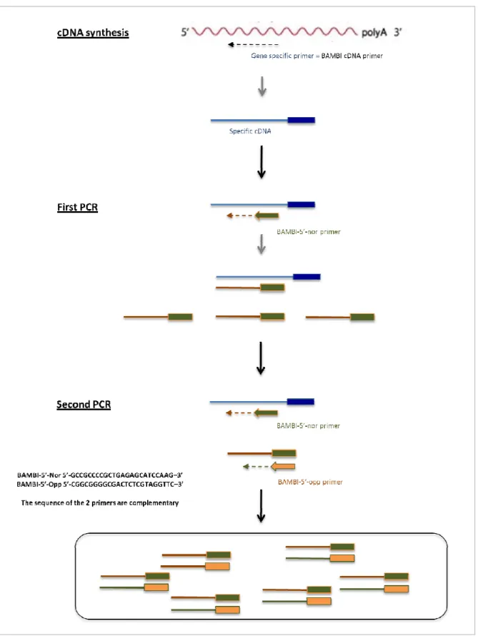 Figure 7 – Scheme of the different steps of RACE-PCR to obtain BAMBI full length cDNA