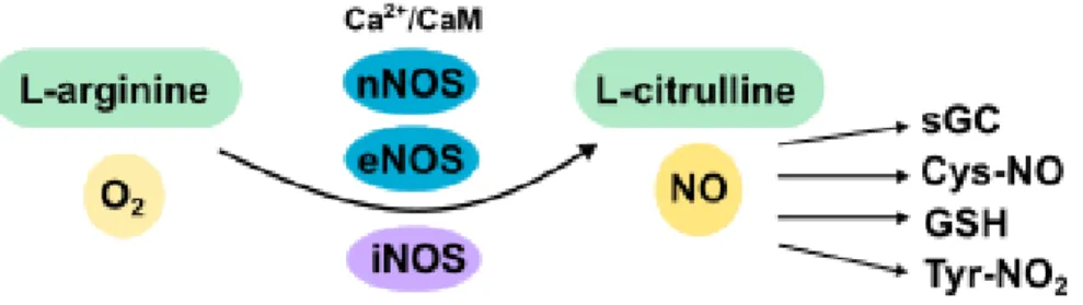 Figure  1.2  -  NO  is  synthesized  by  NOS  enzymes  and  acts  in  several  pathways