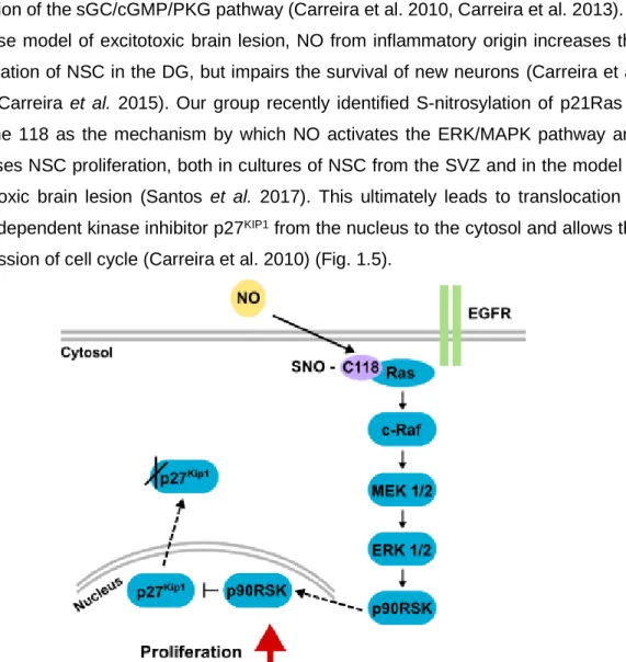 Figure  1.5  -  NO  increases  NSC  proliferation  through  ERK/MAPK  pathway  signaling