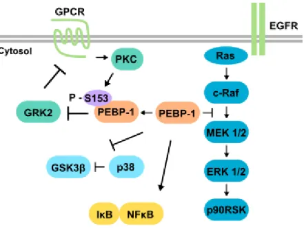 Figure  1.7  -  PEBP-1  regulates  several  signaling  pathways.  PEBP-1  inhibits  ERK/MAPK  pathway signaling by binding to Raf and MEK, and by preventing phosphorylation of MEK by  c-Raf