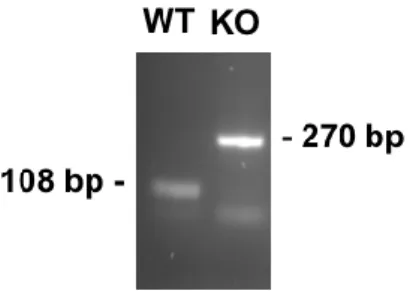 Figure  2.1  -  Genotyping  profile  of  WT  and  iNOS  KO  mice.  Representative  image  of  PCR  products of wild type (WT) and iNOS KO mice genotyping