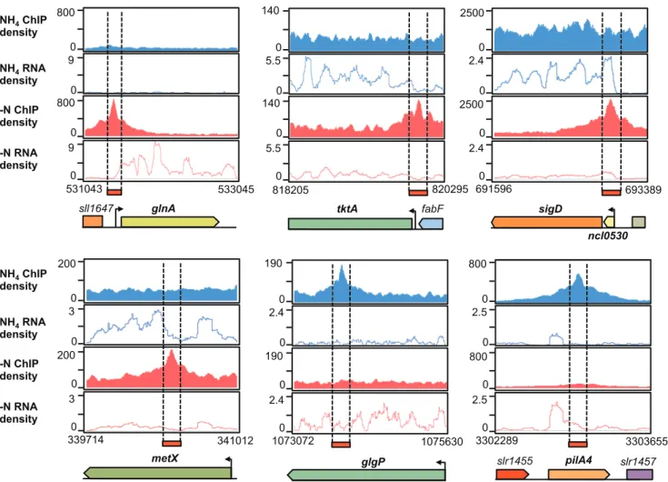 Figure 5. Read coverage of potential NtcA targets detected by parallel differential profiling