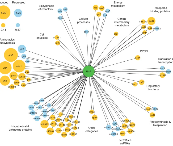 Figure 6. NtcA regulatory network and its transcriptional dynamics for the early stages of nitrogen depletion