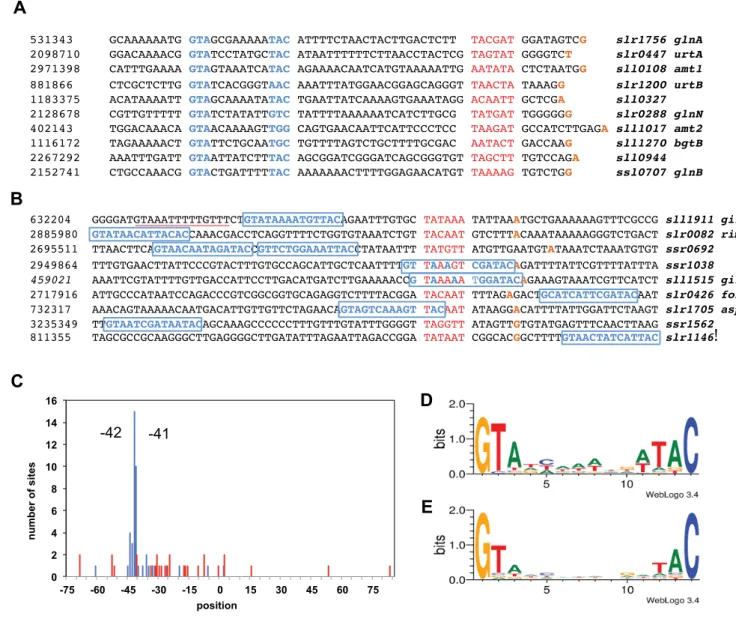 Figure 7. Sequence analysis of NtcA binding sites. (A and B) Promoter regions having NtcA binding sites for ten most strongly induced and repressed genes, respectively