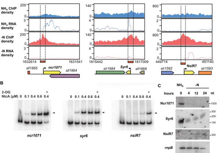 Figure 8. Regulation of non-coding RNAs by NtcA. (A) Visualization of NtcA-binding peaks assigned to ncr1071, Syr6 and NsiR7