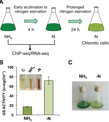 Figure 1. Nitrogen starvation conditions for Synechocystis sp. PCC 6803.