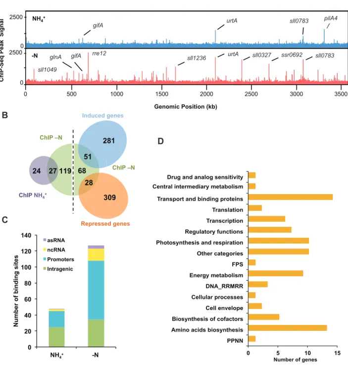 Figure 4. Genome-wide NtcA DNA binding analysis. (A) NtcA binding across the genome was compared for NH 4 (blue track) or − N (red track) condi- condi-tions