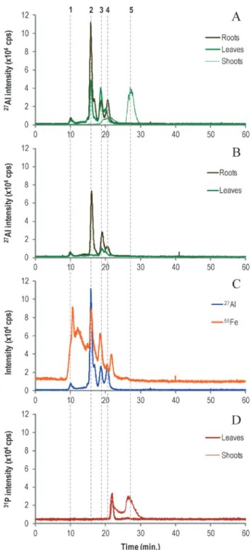 Fig. 1 SEC-ICP-MS chromatograms of P. almogravensis plants cultured in liquid Murashige and Shoog medium supplemented with Al: 27 Al signals detected in root, leaf and shoot samples exposed to 400 mM Al (A); root and leaf samples exposed to 100 mM Al (B); 