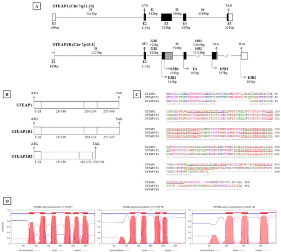 Figure 1: In silico analysis of human STEAP1 and STEAP1B gene.  Genomic organization (A) and transcripts (B) resulting from  STEAP1 and STEAP1B gene