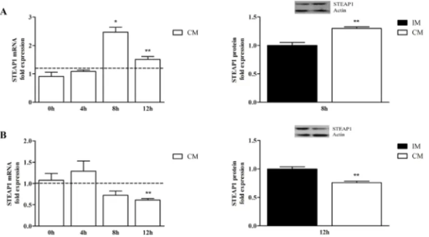 Figure 4: Effect of serum on PNT1A (A- upper left and right) and LNCaP (B- lower left and right) STEAP1 mRNA and  protein stability, after treatment with Act D and Chx, respectively