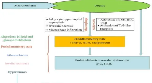 Fig. 1: Mecanismos associados à obesidade abdominal e à síndrome metabólica.  TNF-α: 
