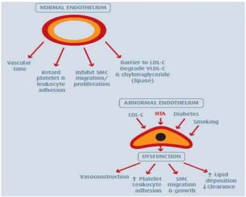 Fig. 2: A hipertensão é um dos fatores responsáveis pela disfunção endotelial. (51) 