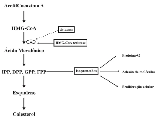 Fig.  4:  Ação  das  estatinas  sobre  a  inibição  da  enzima  HMG-CoA  redutase.  Essa  inibição  culmina com a redução na síntese de ácido mevalónico