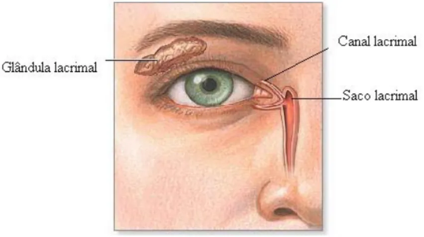 Ilustração 12. Imagem do sistema lacrimal  Adaptado de: The New York Times. Disponível em: 