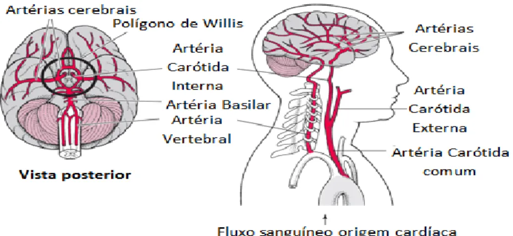 Figura 3- Artérias que irrigam o cérebro, tanto região anterior (à direita) como posterior (à  esquerda) - Adaptado de Manual Merck
