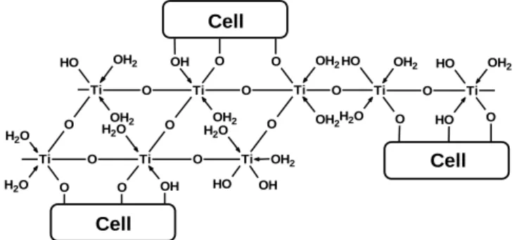Figure  1:  Titanium  Oxyhydrate  matrix  chelating  whole  cell  (Adapted from Kennedy et al, 1997 [4])