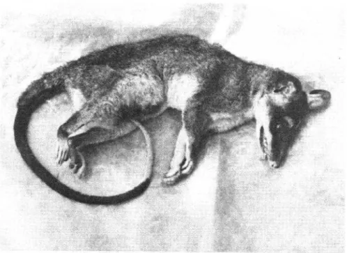 FOTO  1  -Phibnder  opossum,  principal  reservorio  sihrestre  de  leg  tospiras  en  Tinge  María,  Perú