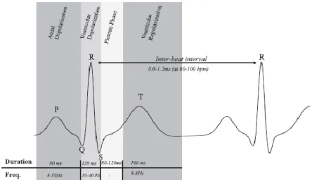 Figura 6 – Os principais competentes de uma batida cardíaca representada no  eletrocardiograma, cada onda P-QRS-T descreve uma fase do ciclo cardíaco (imagem retirada de 