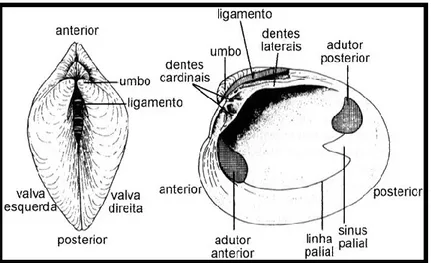 Figura 1.7 - Esquema da morfologia interna e externa da concha (valva) de uma amêijoa  (fonte:http://www.phoenix.org.br/Phoenix18_Jun00.html)