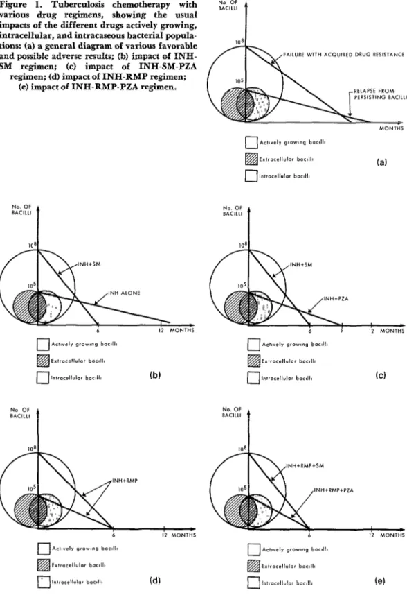 Figure  1.  Tuberculosis  chemotherapy  with  various  drug  regimens,  showing  the  usual  impacts  of  the  different  drugs  actively  growing,  intracellular,  and  intracaseous  bacterial  popula-  tions:  (a)  a general  diagram  of  various  favora