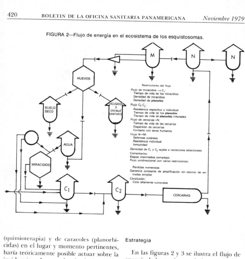 FIGURA 2-Flujo  de  energía  en  el ecosistema  de  los  esquistosomas. 
