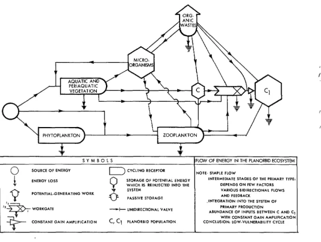 Figure  1.  Energy  flows  in  the  planorbid  ecosystem. 
