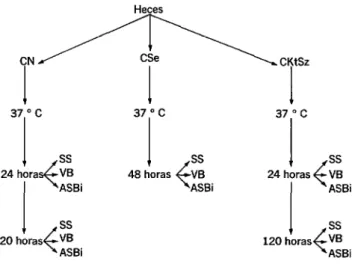 FIGURA  I-Esquema  de  los  cultivos  practicados  con  cada  muestra. 