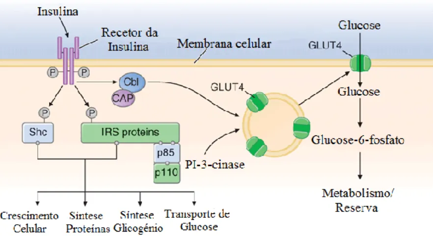 Figura 5.3 – Ação da insulina no músculo esquelético (adaptado  de - Longo et al., 2012) 