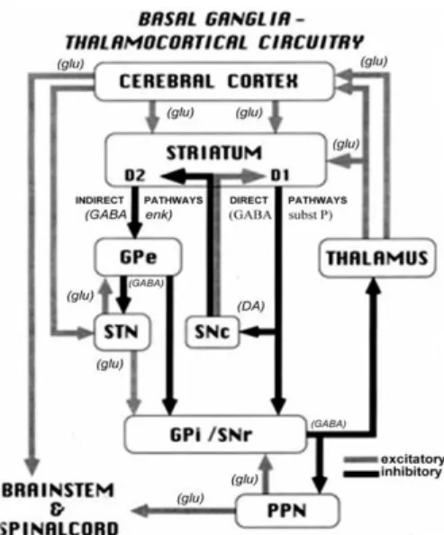 Figura 2 – Modelo clássico da organização funcional dos gânglios da base com alteração neuronal na  Doença de Parkinson