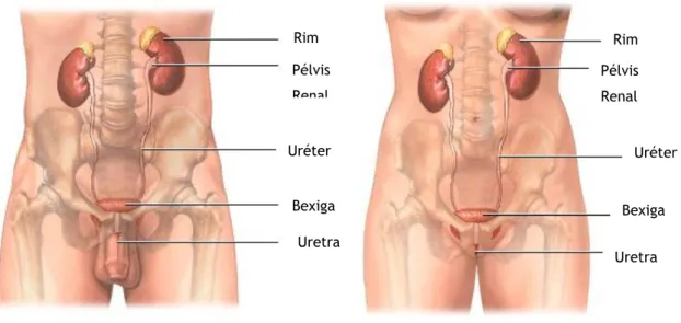 Figura 1: Anatomia do Sistema Urinário Masculino e Feminino [24]. 
