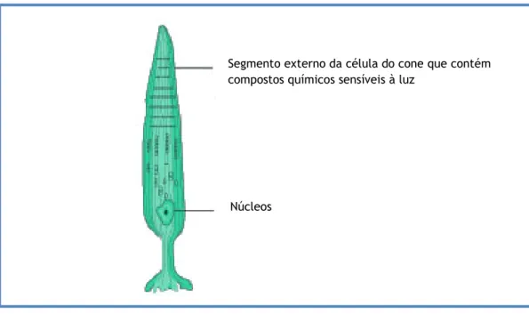 Figura 4.4 - Estrutura do cone
