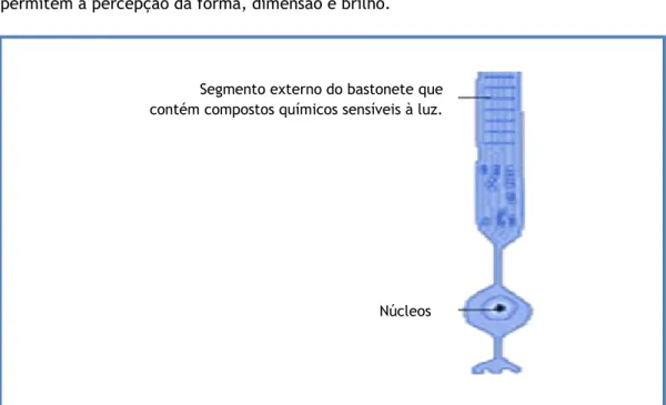 Figura 4.5 - Estrutura dos bastonetes 